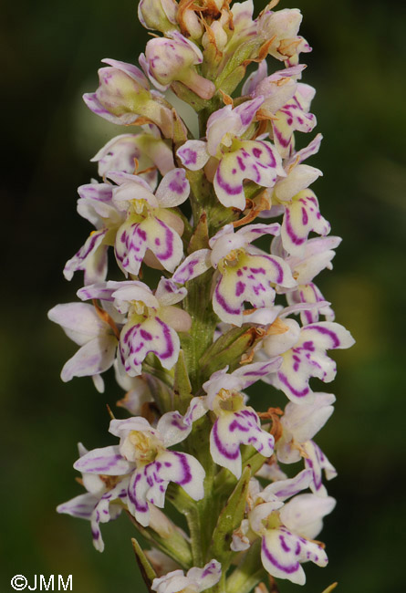 Pseudorhiza bruniana