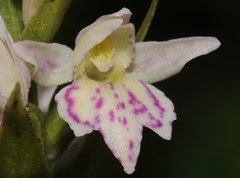 x Pseudorhiza bruniana