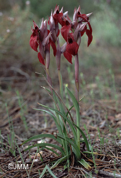 Serapias cordigera