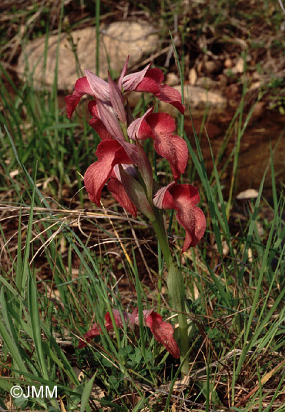 Serapias neglecta