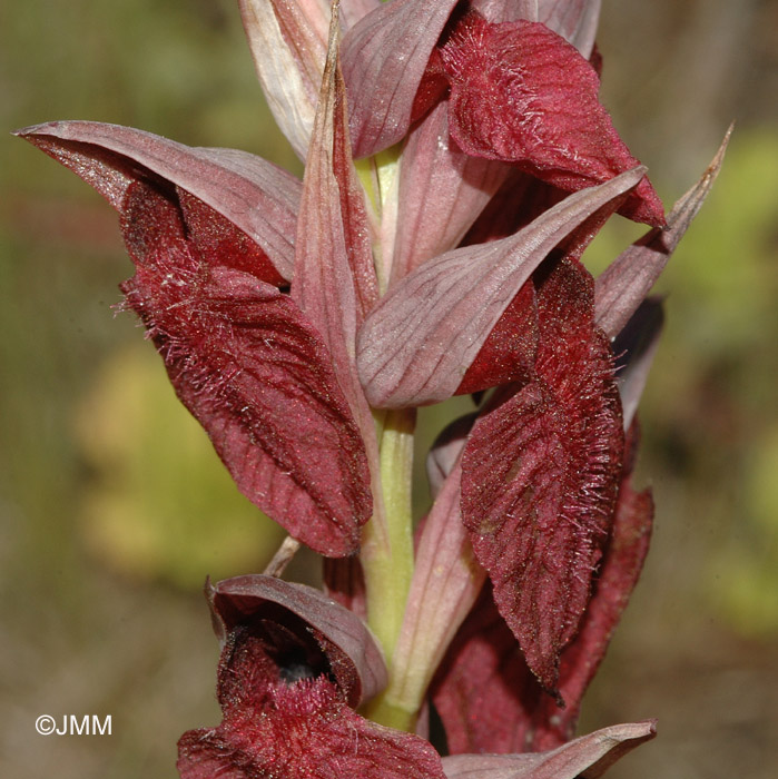 Serapias cordigera