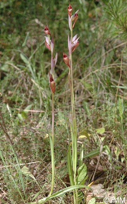 Serapias joaninae