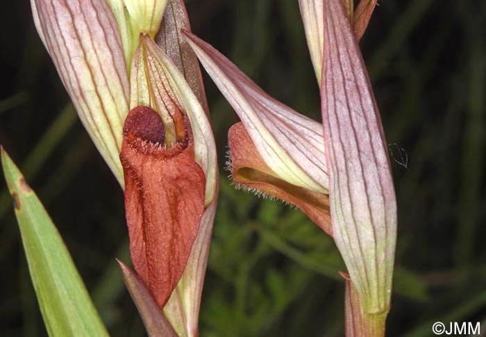 Serapias joaninae