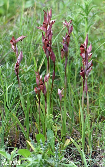 Serapias joaninae