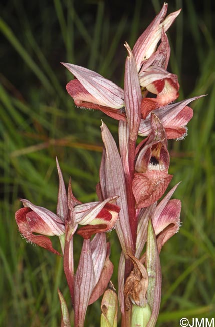 Serapias joaninae