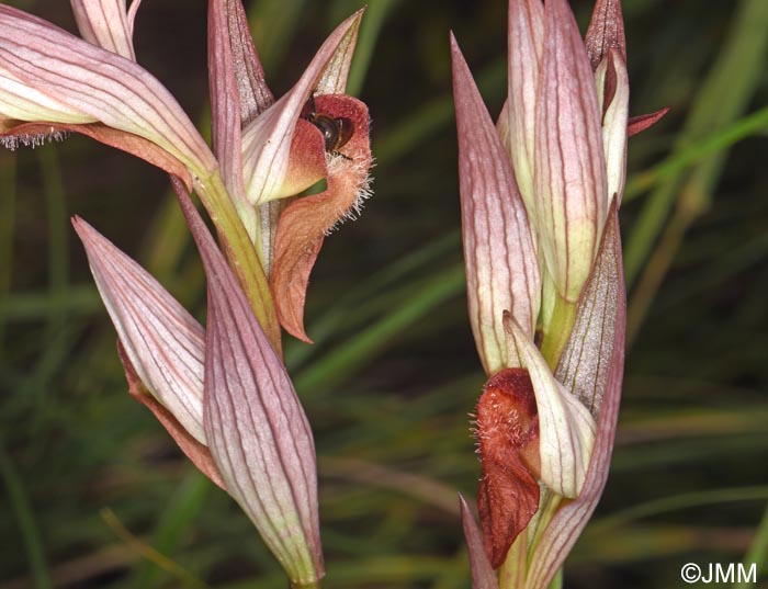 Serapias joaninae