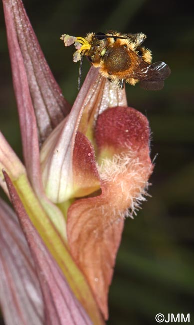 Serapias joaninae