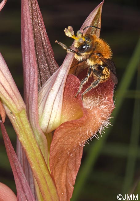 Serapias joaninae