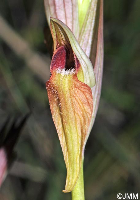 Serapias joaninae