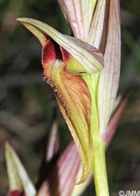 Serapias joaninae