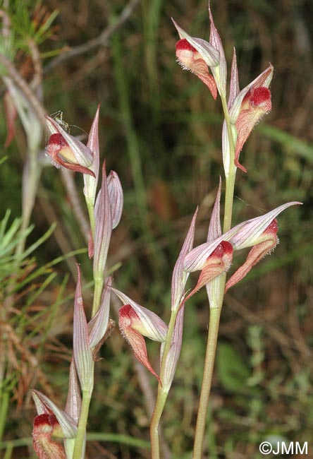 Serapias joaninae