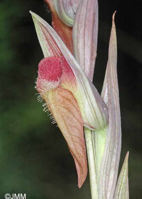 Serapias joaninae