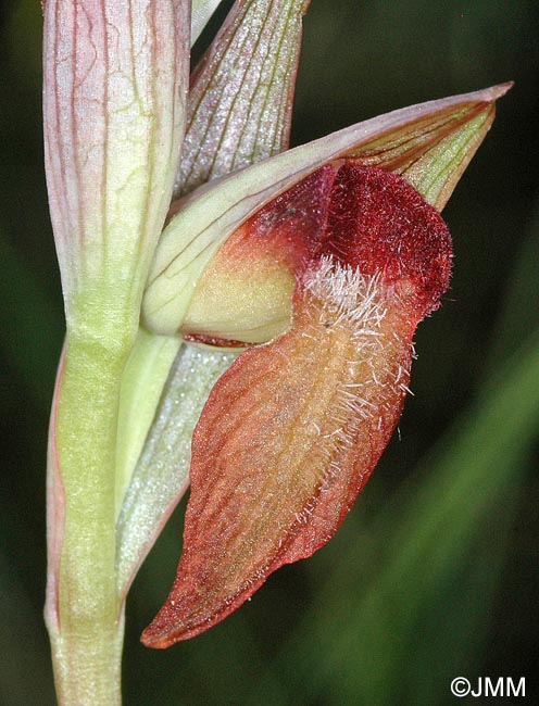 Serapias joaninae