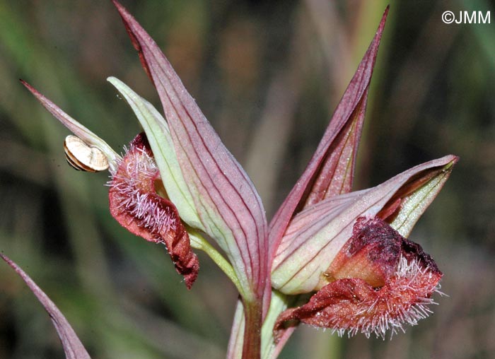 Serapias joaninae