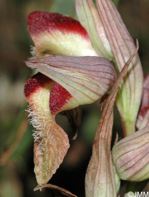 Serapias joaninae