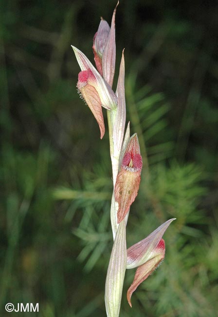 Serapias joaninae