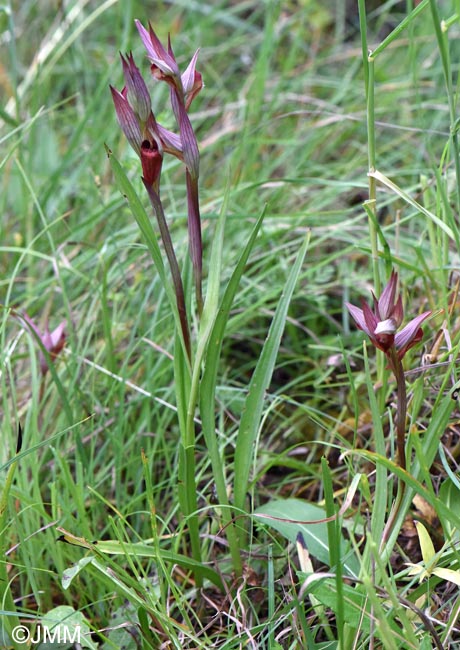 Serapias joaninae