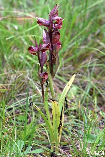 Serapias joaninae
