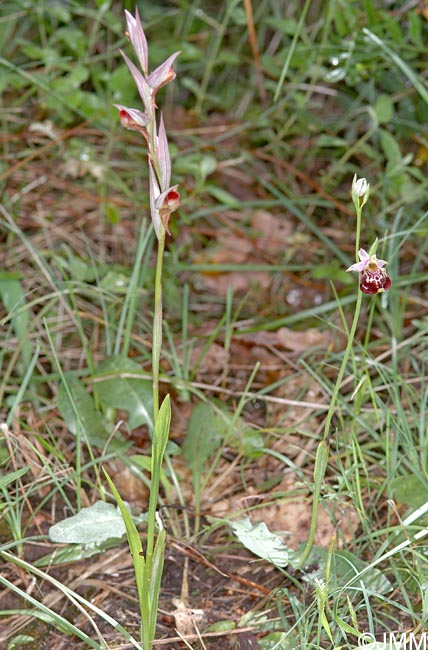 Serapias joaninae & Ophrys montis-aviarii