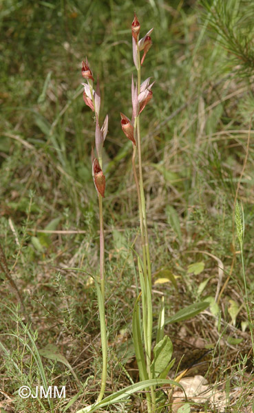 Serapias vomeracea subsp. joaninae