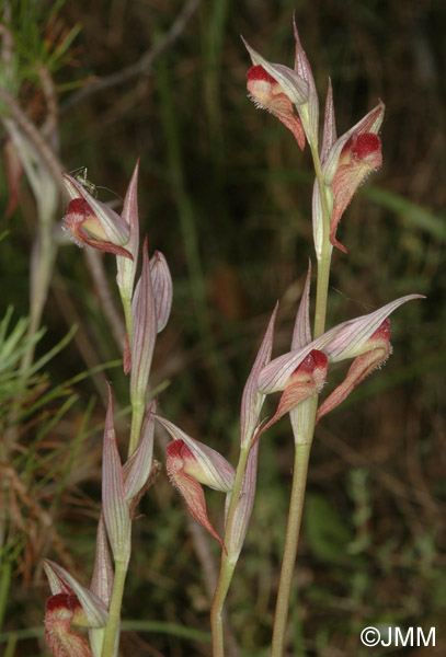 Serapias vomeracea subsp. joaninae