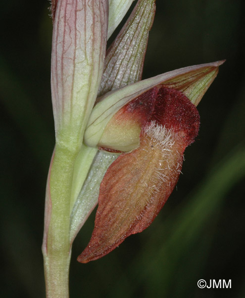 Serapias vomeracea subsp. joaninae
