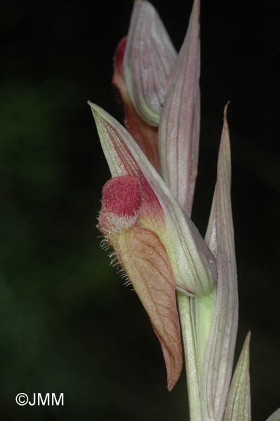 Serapias vomeracea subsp. joaninae