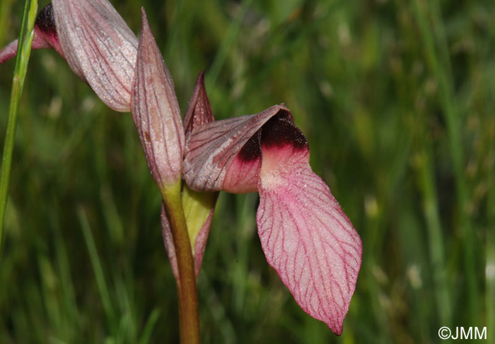 Serapias lingua 