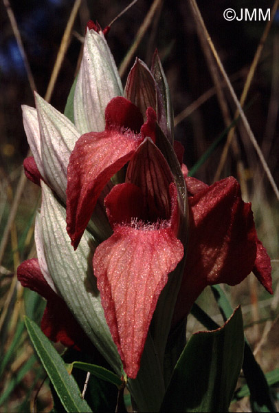 Serapias neglecta