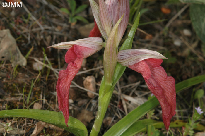 Serapias neglecta 