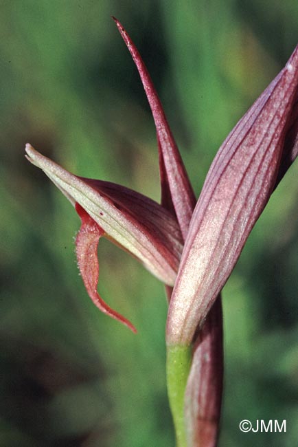 Serapias parviflora