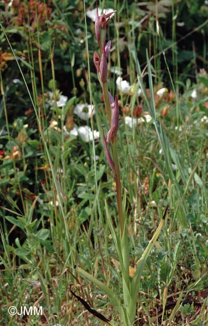 Serapias parviflora