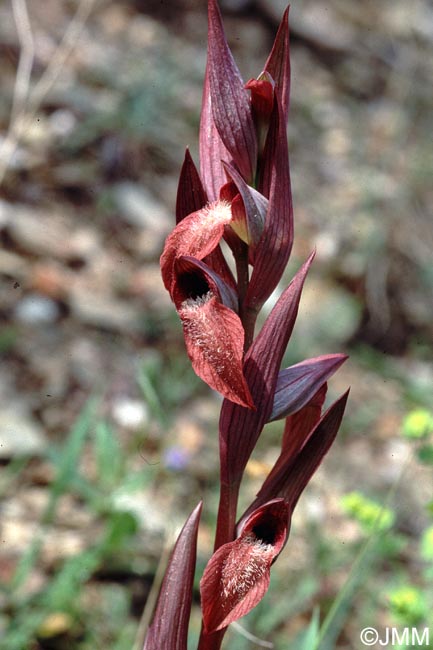 Serapias vomeracea