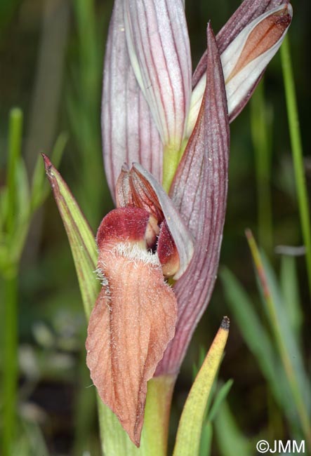 Serapias vomeracea