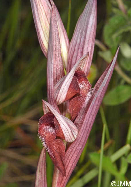Serapias vomeracea