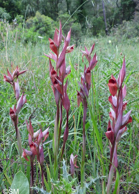Serapias vomeracea