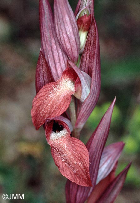 Serapias vomeracea