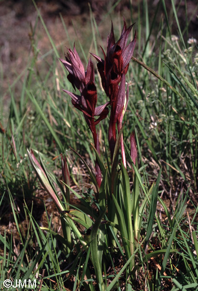 Serapias vomeracea