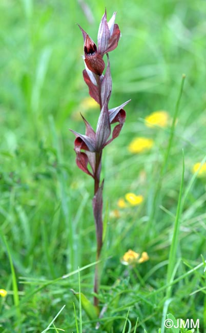 Serapias vomeracea