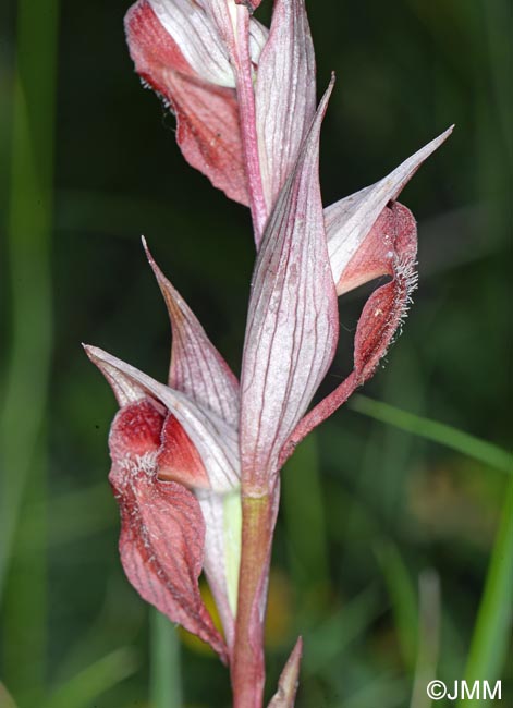 Serapias vomeracea