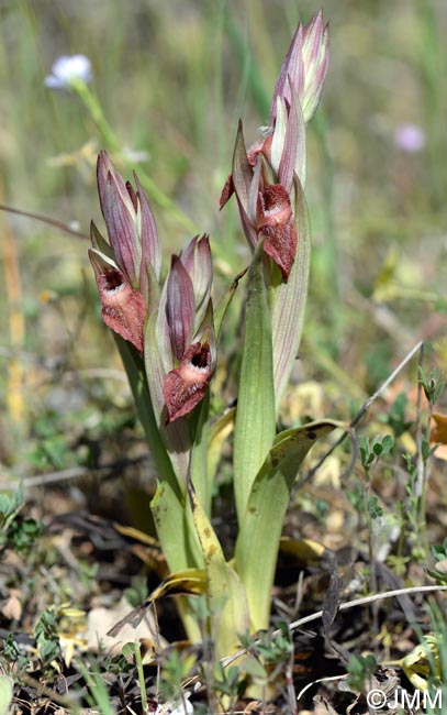 Serapias vomeracea