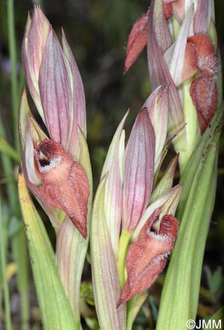Serapias vomeracea