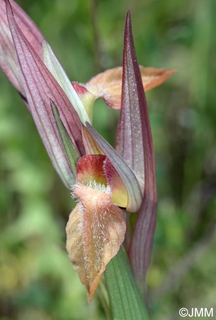 Serapias vomeracea