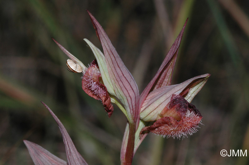 Serapias vomeracea joaninae