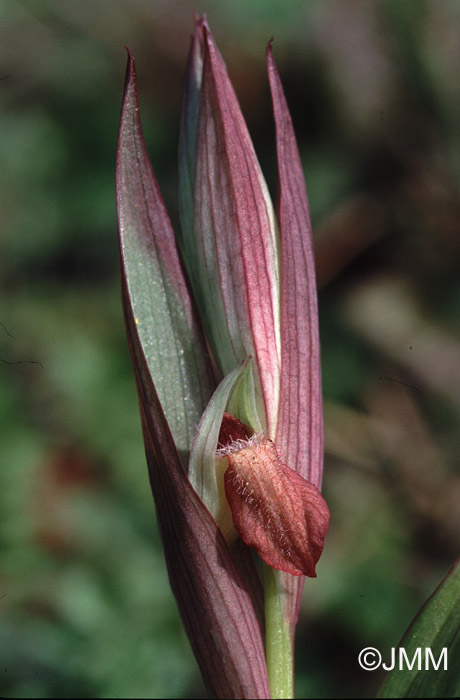 Serapias vomeracea joaninae cap corse.jpg (75329 octets)