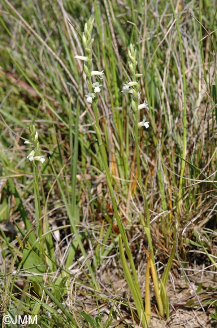 Spiranthes aestivalis