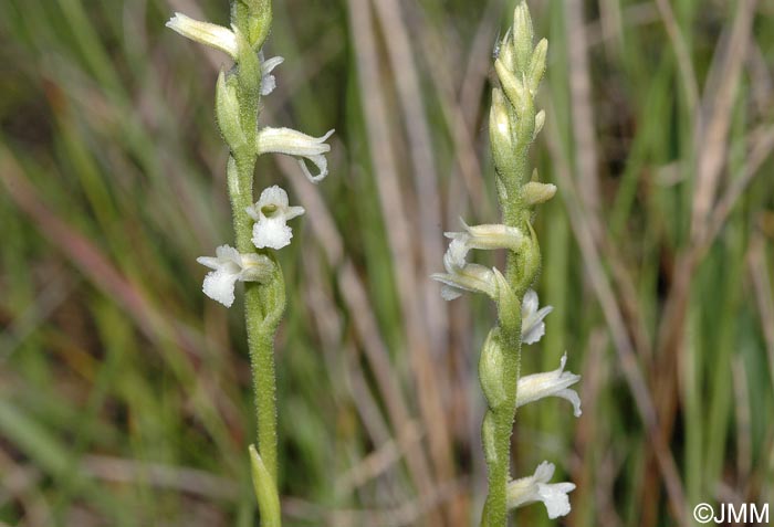 Spiranthes aestivalis