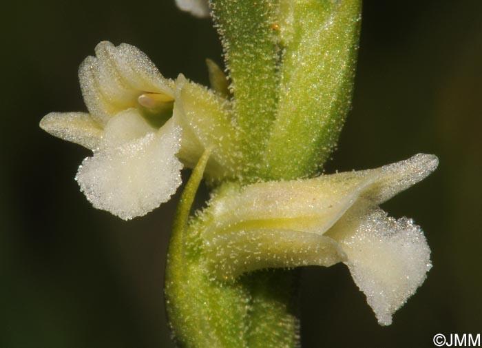 Spiranthes aestivalis