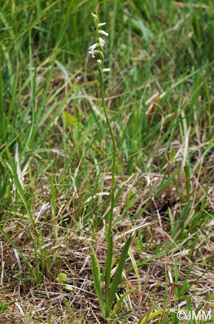 Spiranthes aestivalis