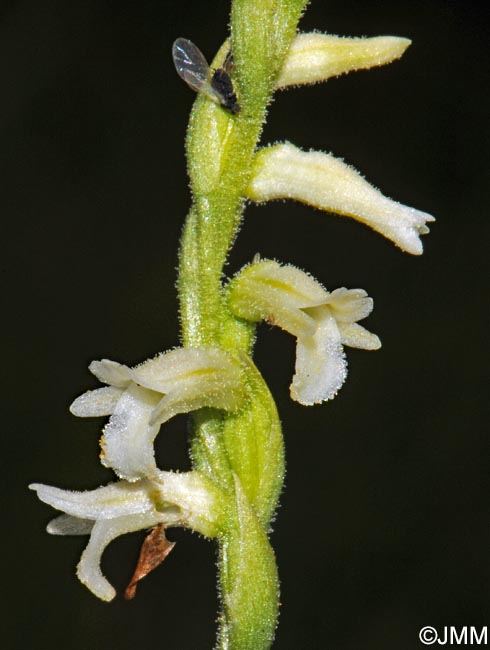 Spiranthes aestivalis